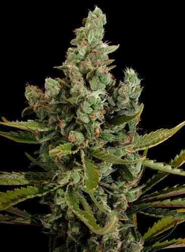 Cheese > Dinafem Seeds | Feminized Marijuana   |  hybrid